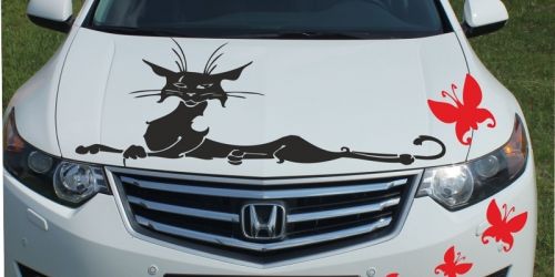 Кот на капоте и бампере автомобиля